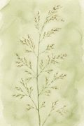 Agrostis perennans