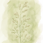 Agrostis perennans