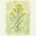 Euthamia caroliniana