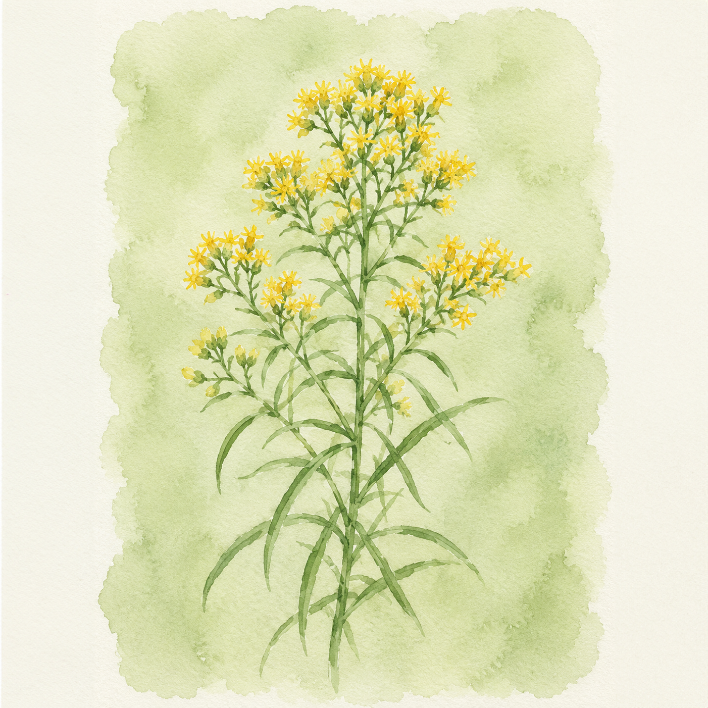 Euthamia caroliniana