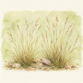 Danthonia spicata
