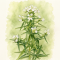 Pycnanthemum virginianum