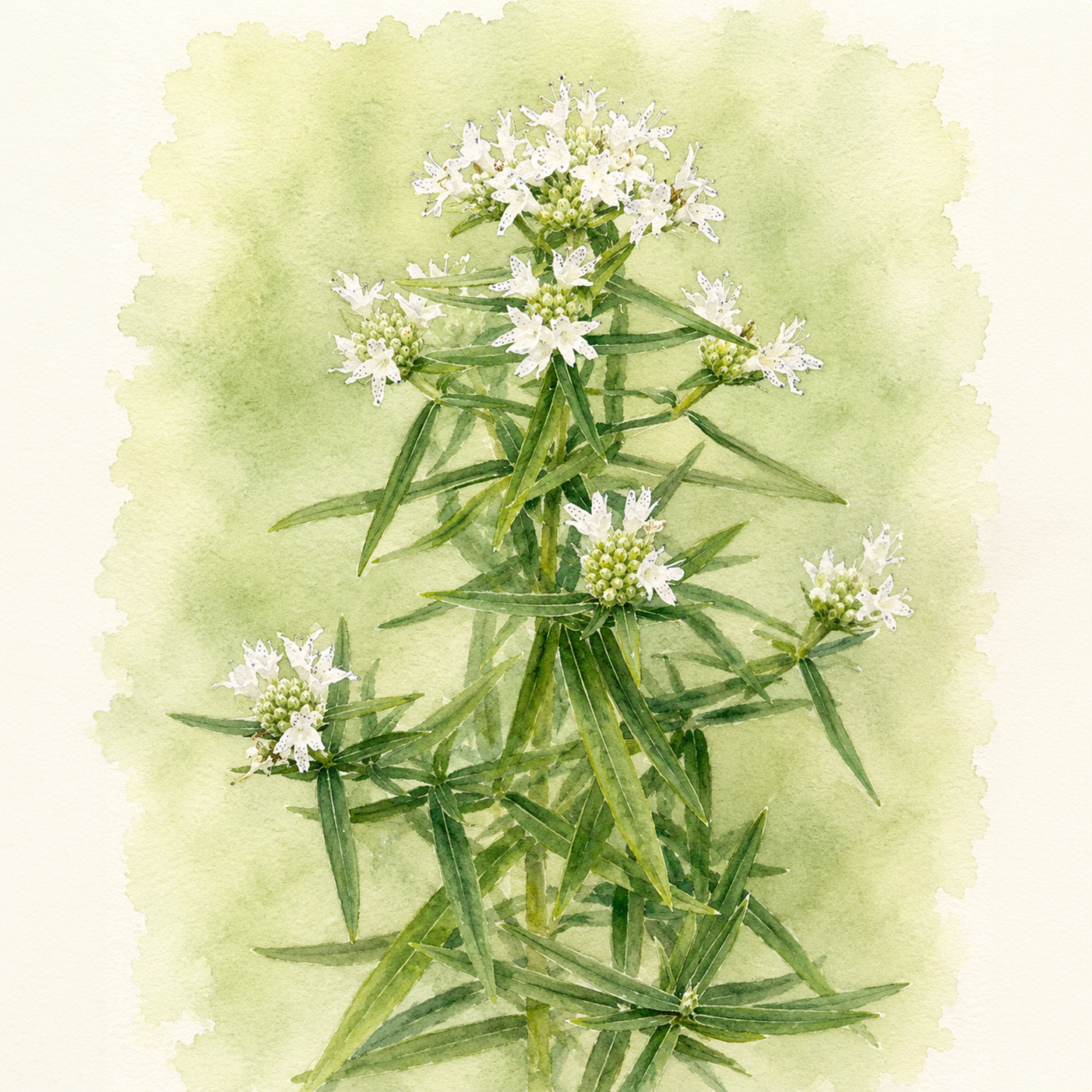 Pycnanthemum virginianum