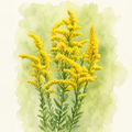 Watercolor painting of golden yellow flowers on green stems, set against a soft green watercolor background with a white border.