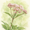 Eutrochium fistulosum