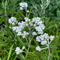 Anaphalis margaritacea