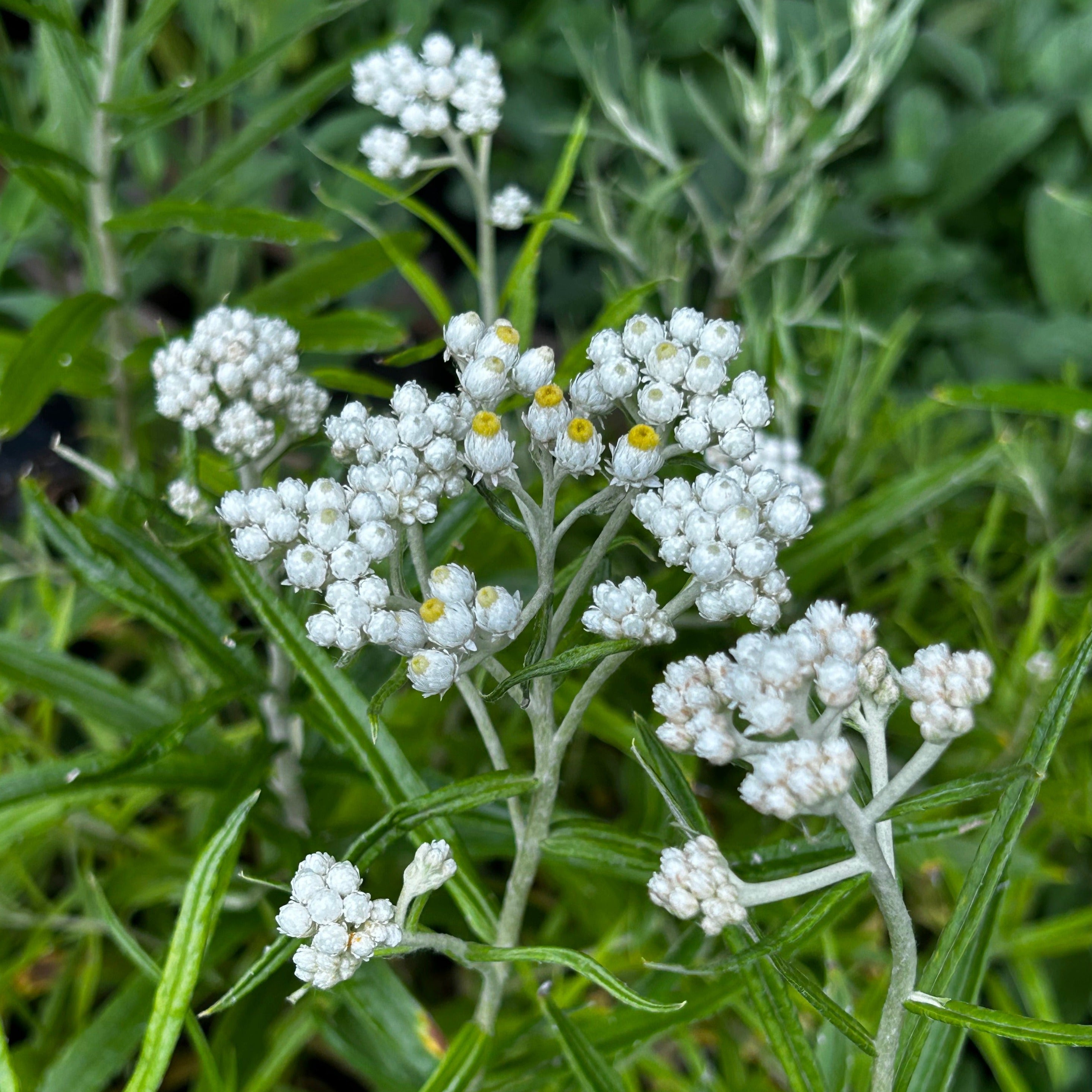 Anaphalis margaritacea